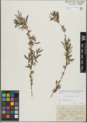Foto von Salix repens L.